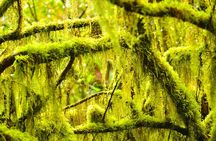 Anaga Mountains and Enchanted Forest, Tenerife Hiking Tour