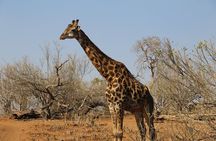 3 Day Hwange National Park Safari Trip from Victoria Falls