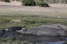 Chobe National Park Small Group Day Safari from Victoria Falls