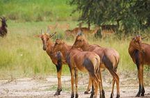 Nairobi National Park, Elephant Orphange and Girrafe Center