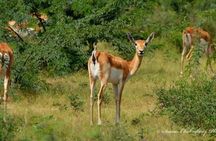 Authentic Camel Safari Experience With Us