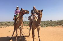 Authentic Camel Safari Experience With Us
