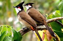 Kumarakom Explore Backwaters & Birds at Coconut Lagoon Pick&Drop