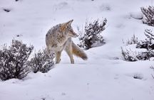 Private Yellowstone Wildlife Tours & Photo Safaris - Half Day 