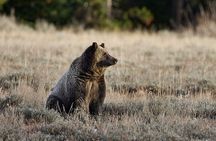 Private, Custom Yellowstone Wildlife Tours & Photo Safaris 