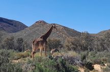 From Cape Town Aquilla sunset safari With All Inclusive