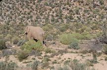 From Cape Town Aquilla sunset safari With All Inclusive