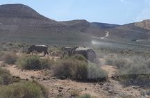 From Cape Town Aquilla sunset safari With All Inclusive