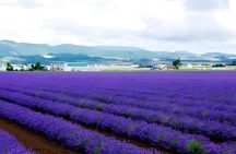 Hokkaido Furano and Biei Private Day Tour（Depart from Sapporo）