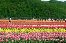 Hokkaido Furano and Biei Private Day Tour（Depart from Sapporo）