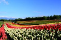 Hokkaido Furano and Biei Private Day Tour（Depart from Sapporo）