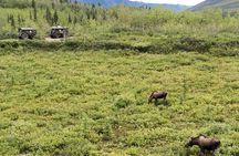 Full Day: Fairbanks to Denali Winter Adventure & SHERP Tour