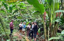 Evelyza Cacao Farm Tour Experience 