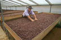 Evelyza Cacao Farm Tour Experience 