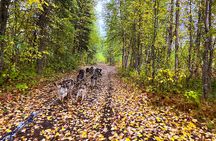 Dryland Dog Sled Tour