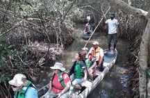 Navigate the Mangroves of Cartagena in a Canoe