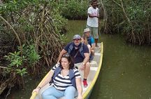 Navigate the Mangroves of Cartagena in a Canoe