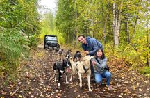 Dryland Dog Sled Tour