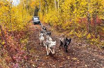 Dryland Dog Sled Tour