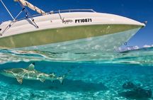 Crazy sea horse Bora Bora jet boat sensations and snorkeling 