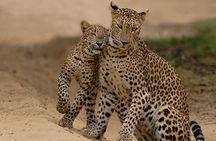Yala National Park Leopard Safari Tours