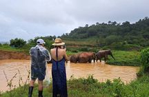 Elephant Nature Experience with Lunch at Bukit Elephant Park