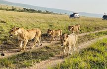 3 Days Maasai Mara Small Group Safari from Nairobi in a 4x4