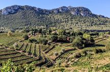 Private Vineyard Tour and Wine Tasting in Bandol