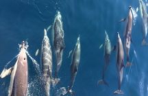 Newcastle: Port Stephens day tour - Dolphins, hike & swim!