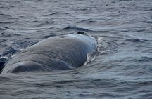 Dolphins and whale encounter on the West Coast of Mauritius