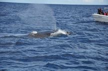 Dolphins and whale encounter on the West Coast of Mauritius