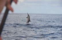 Dolphins and whale encounter on the West Coast of Mauritius