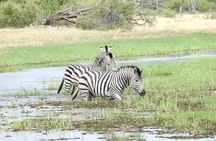Mokoro Day Trip in the Okavango Delta