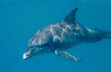 Swimming with DOLPHINS IN MNEMBA