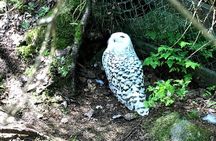 Ranua Arctic Wildlife Park Ticket with Transportation