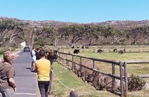 Private Full day Cape Peninsula, Penguins Tour (Customized tour)