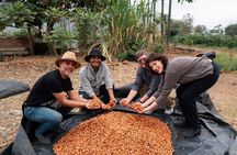 Half Day of Cooking and Chocolate at Cocoa Farm from Guayaquil