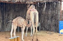 Discover Old Dubai: A Journey Through Heritage Village to Souks