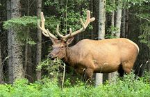 From Banff: Shuttle Service to Moraine Lake & Lake Louise 