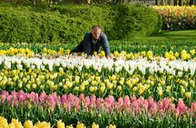 Keukenhof Day Trip from Rotterdam Cruise Terminal & City Center