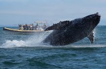 Noosa Whale Watching Tour 