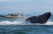 Noosa Whale Watching Tour 