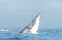 Noosa Whale Watching Tour 
