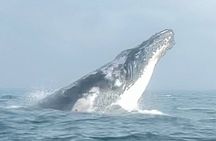 Noosa Whale Watching Cruise – Humpback Whale Adventure