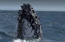 Noosa Whale Watching Cruise – Humpback Whale Adventure