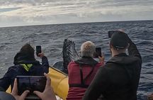 Noosa Whale Watching Cruise – Humpback Whale Adventure