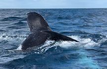 Noosa whales dolphins' adventures [sunshine coast ]