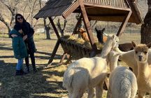 Alpaca farm in Shemakha 