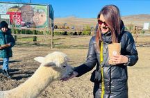 Alpaca farm in Shemakha 