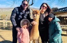 Alpaca farm in Shemakha 